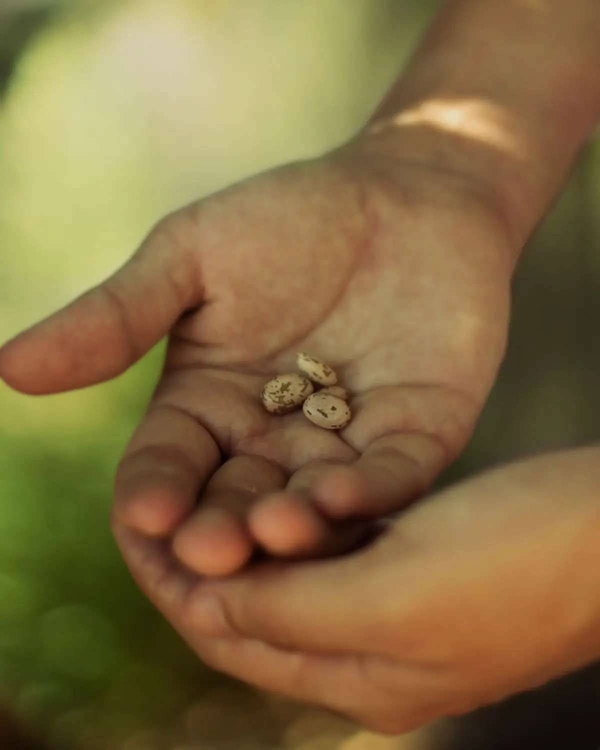 Hands holding seeds